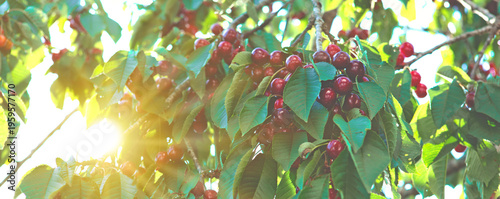 Red cherry hanging on a tree in the summer garden.