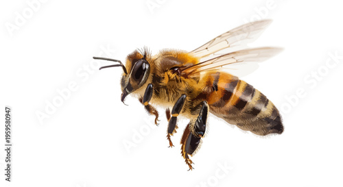 Close-up of a buzzing honey bee in delicate flight, showcasing its intricate wings and distinctive striped body against a clean, isolated white background