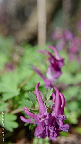 Closeup Tubular Magenta Flower On Forest Floor Among Groundcover Leaves, Petals Reaching Upward, Morning Dew, Vibrant Color Contrast, Textured Soil, Bright Sunlit Mood, Intimate Botanical Study