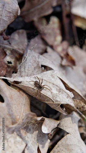 Tiny Spider Among Dead Leaves. Close View Of Camouflaged Spider On Dry Autumn Ground. Macro Photograph Capturing Concealed Spider Amidst Brittle Fallen Oak Leaves With Textured Veins