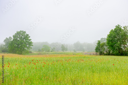 Cuadro en lienzo red poppies in the field