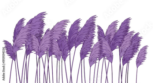 Tall, feathery purple pampas grass stands in a dense cluster on a white background.