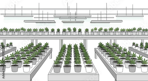 An indoor cultivation facility displays multiple rows of potted cannabis plants under fluorescent grow lights on tiered tables.