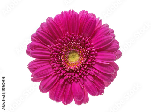 Vászonkép Vibrant fuchsia gerbera daisy flower, a beautiful botanical specimen isolated on