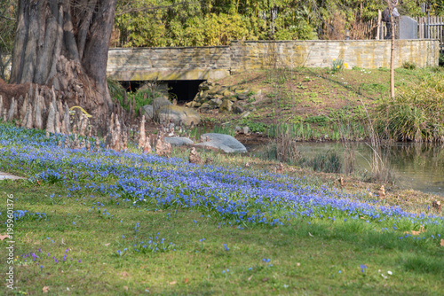 Принти на полотні A meadow of vibrant blue spring squill flowers with green leaves in soft sunlight
