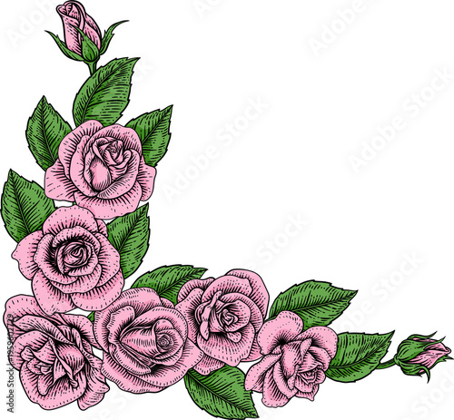 A rose flower woodcut illus...