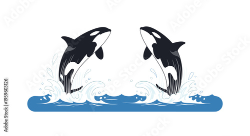 Two black and white orcas are leaping out of blue ocean waves, facing each other on a white background.