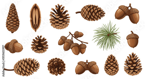 Detailed illustrations of various pine cones and acorns from different tree species shown in a realistic botanical drawing style.
