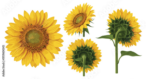 Detailed botanical drawings of sunflowers shown from multiple angles including front, side, and back views on a white background.
