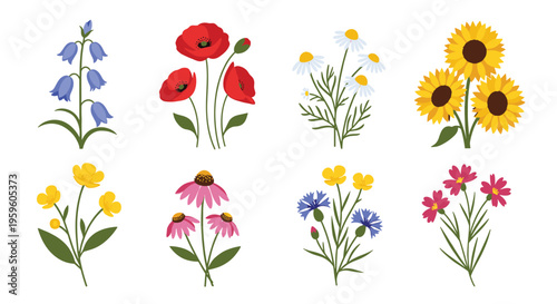 Collection of beautiful wildflower illustrations including poppies, sunflowers, daisies, and bluebells for nature and garden themes.