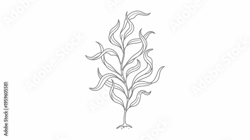 Black and white line drawing illustration of a stylized aquatic plant with wavy leaves and a root system.
