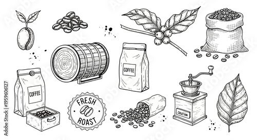 Coffee Beans and Brewing Illustration.