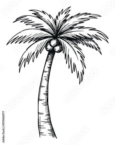 Expressive handdrawn palm tree with prominent coconuts in a minimalist black ink style symbolizing tropical paradise and warm weather getaways suitable for holiday brochures and travel