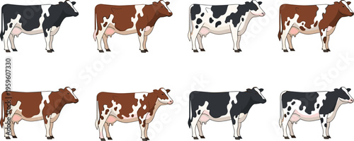 Set of dairy cow illustrations in different poses and color patterns, detailed farm animal character collection isolated on white background for agriculture and design projects