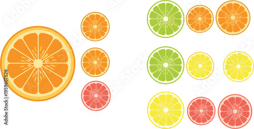 Citrus fruit slices collection vector illustration orange lemon lime grapefruit cross section set fresh juicy healthy food elements isolated on white background