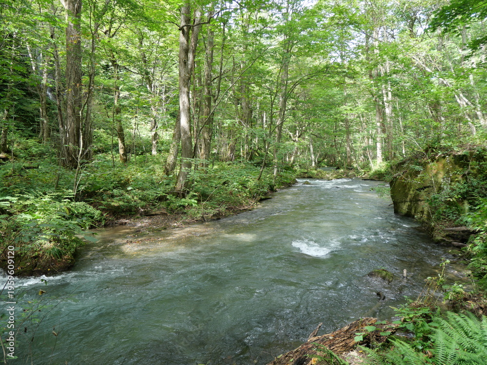 Fototapeta premium 夏の奥入瀬渓流と阿修羅の流れ（青森県の清涼な自然風景）