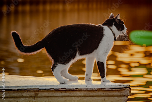 Bicolor tuxedo cat explores a wooden boat during a tropical sunset. Warm golden light highlights the feline silhouette on the water.