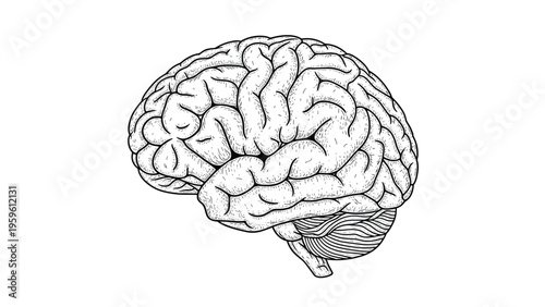 Detailed anatomical sketch of a human brain showing various folds and structures on a clean white background in a vintage style.