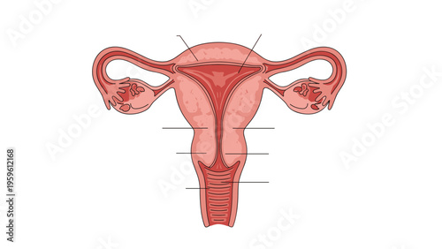 Educational medical diagram showing the anatomy of the human uterus and female reproductive system in detail on a white background.