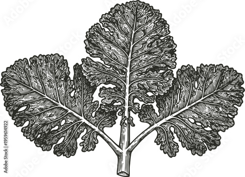 Detailed black and white illustration of kale leaves with visible veins and texture