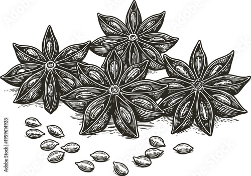Star anise spice with seeds detailed monochrome botanical drawing of aromatic herb ingredient for cooking and flavoring
