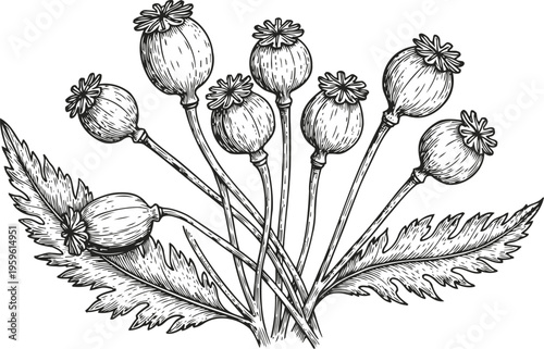 Hand drawn poppy seed pods with leaves botanical vintage floral illustration of medicinal plant
