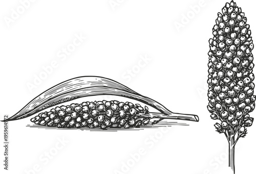 Hand drawn millet grain spikes with leaves vintage botanical cereal plant illustration agriculture and harvest concept