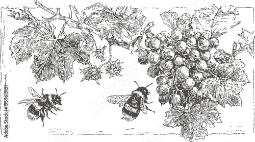 Vintage grapevine illustration with leaves, bunch of grapes, and flying bees in black and white