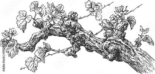 Old grapevine branch with leaves detailed vintage botanical illustration
