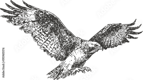 Detailed hand drawn eagle with spread wings soaring mid flight illustration