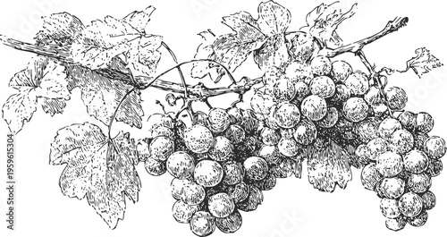 Vintage botanical illustration of grapevine with ripe grape clusters and detailed leaves
