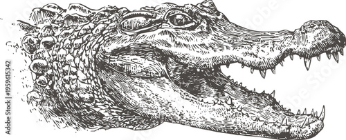 Detailed alligator head illustration with open jaws and sharp teeth engraving