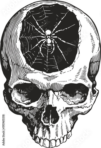 Skull with spider and web inside brain cavity horror spooky skeleton and creepy arachnid on black and white drawing