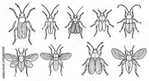 A set of eight black and white beetle illustrations in various poses and with different wing positions on a transparent background
