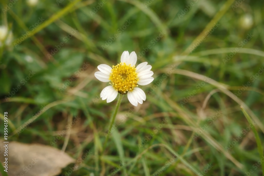 Obraz premium Beautiful white wildflower in a green nature meadow. Close-up of a flower with a soft spring background and summer sunlight.