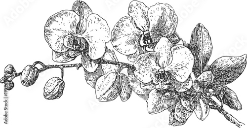 Orchid branch with blooming flowers and buds detailed botanical sketch drawing
