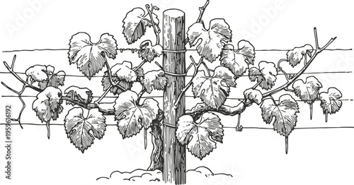 Grapevine with leaves growing on wooden post and wires vineyard plant, garden agriculture concept