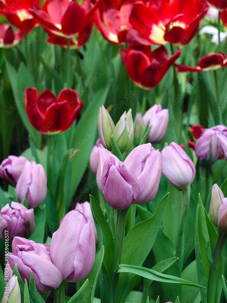 Fototapeta premium A cluster of vibrant purple tulips blooming in a lush green garden, capturing the essence of spring with soft pastel petals and natural lighting.