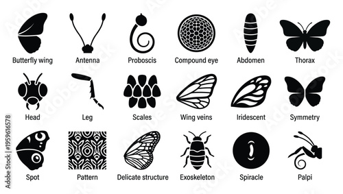 Comprehensive insect anatomy icon set featuring butterfly wings, antennae, proboscis, compound eyes, legs, scales, and other unique biological structures, ideal for educational resources