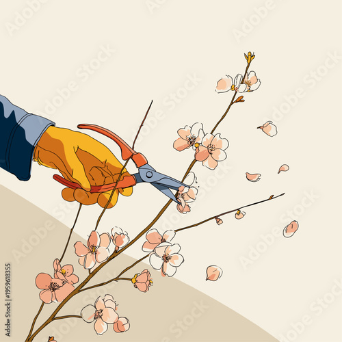 Pruning Shears Trimming Cherry Blossom Branch