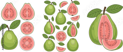 Guava fruit collection with whole fruits and sliced pieces, fresh tropical vector illustration for healthy eating, organic farming, and natural food design