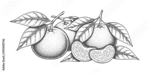 Black and white of tangerines with leaves and segments orange fruit citrus leaf