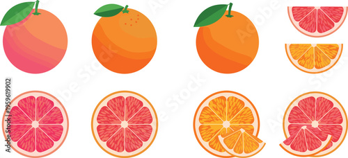 Citrus fruit collection with oranges and grapefruits, whole and sliced pieces, fresh juicy vector illustration for healthy eating and organic food design