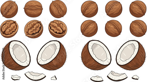 Coconut collection with whole nuts, cracked shells, and pieces, fresh tropical food vector illustration for healthy diet, organic farming, and summer design