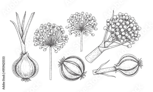Hand drawn botanical of allium plants and bulbs onion garlic vintage