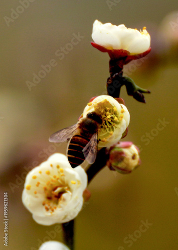 bee on a branch