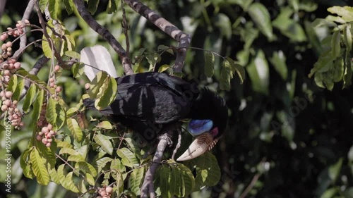 Experience a rare, intimate moment with a male Wreathed Hornbill (Rhyticeros undulatus) as it meticulously preens its magnificent plumage high in the rainforest canopy.