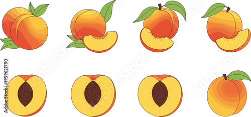 Peach set with whole fruits, slices, and halves showing pit, fresh juicy vector illustration for healthy eating, organic farming, and summer design
