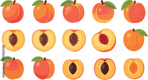 Peach fruit collection with whole fruits, halves, and pits, fresh juicy vector illustration for healthy eating, organic farming, and summer food design