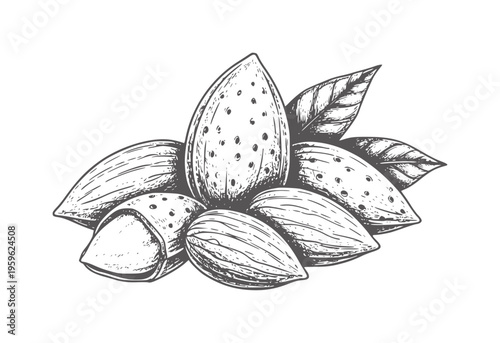 Hand drawn of almonds with leaves white nuts food healthy vintage